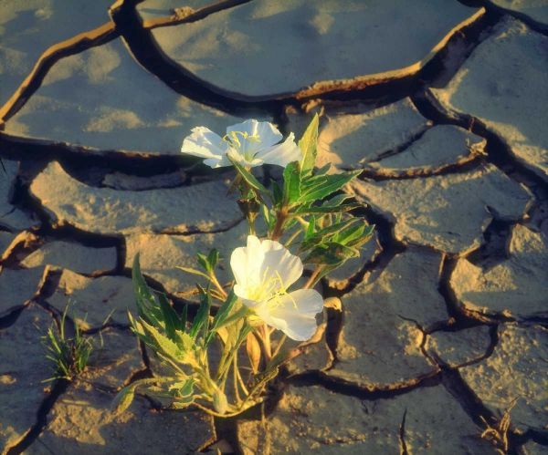 CA, Anza-Borrego Dune Primrose in Cracked Mud